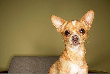 《铲子骑士：希望之铲DX》面向PC平台公布